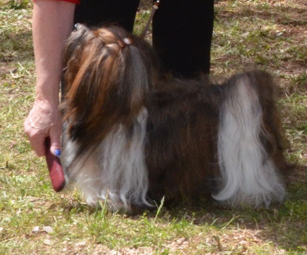 CH. Nina love de las flores de la vida - CAC-CACIB-BOS