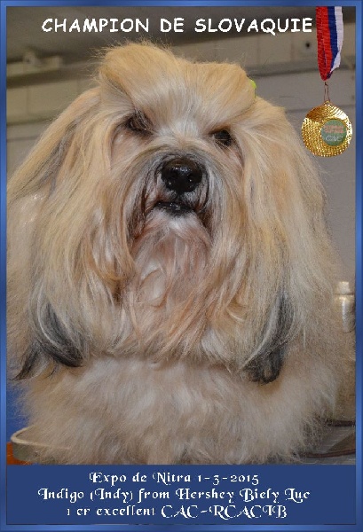 CH. . indigo from hersey biely luc - cac-racib Champion de Slovaquie