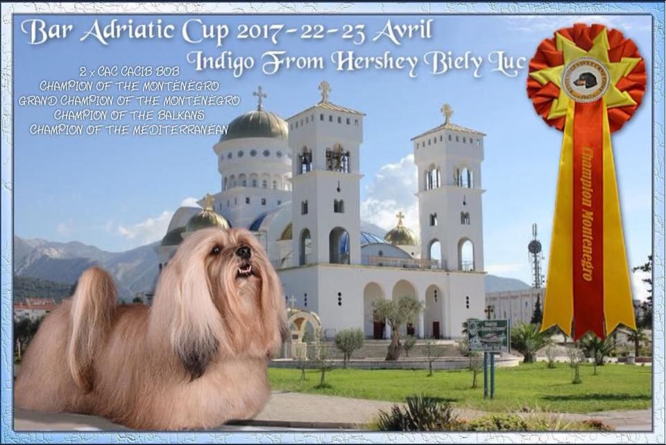 CH. . indigo from hersey biely luc - CAC-CACIB-BOB & Champion du Montenegro, Ch de la méditerannée & Ch des Balkans
