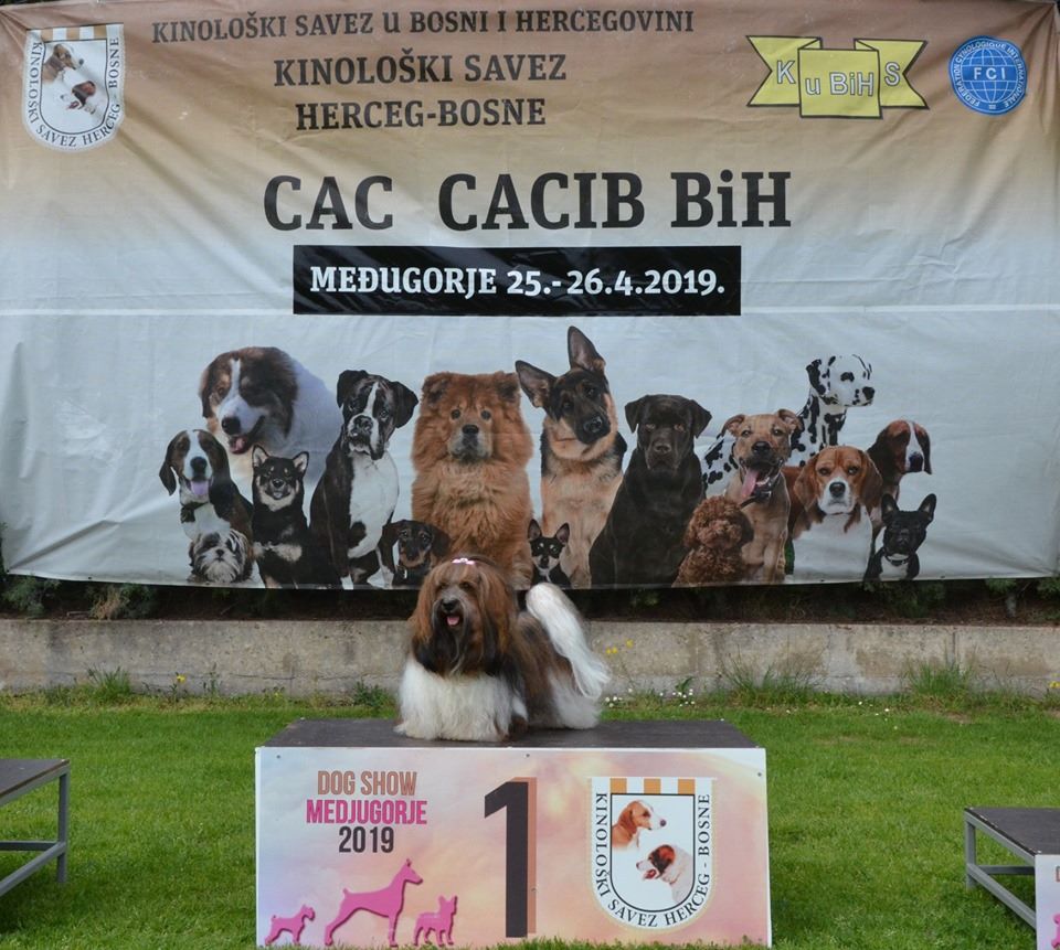 CH. Nina love de las flores de la vida - CAC-Rcacib / CACIB effectif