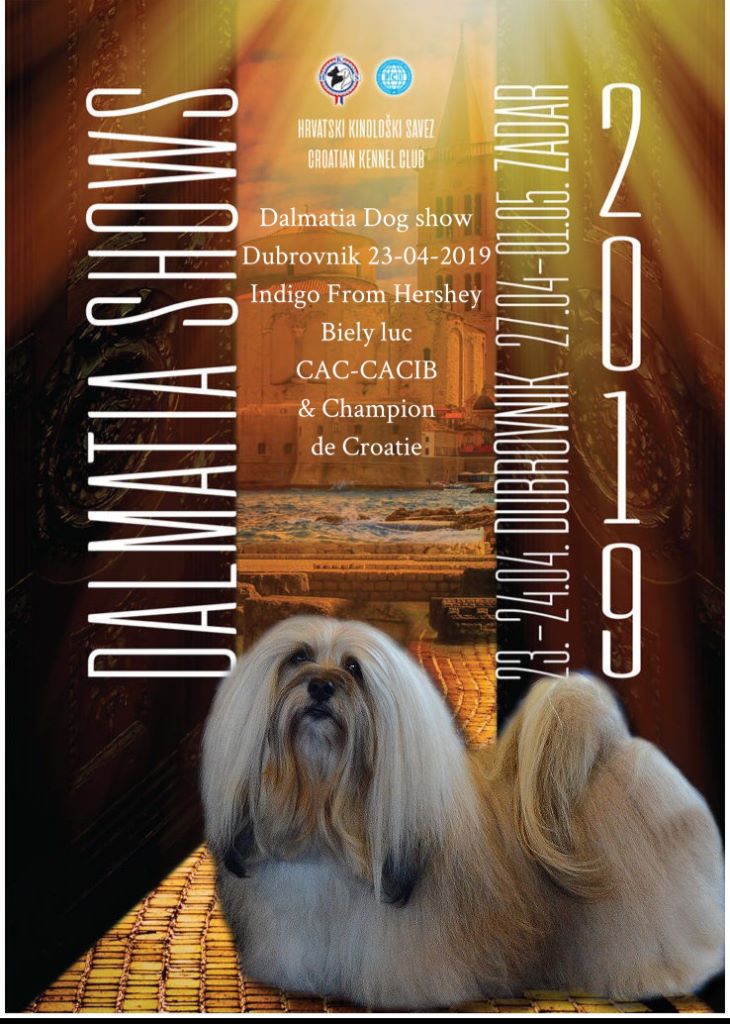 CH. . indigo from hersey biely luc - CAC-CACIB & Champion de Croatie