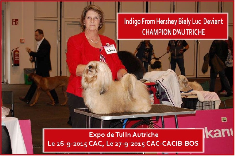 CH. . indigo from hersey biely luc - cac-cacib-bos & Champion D'Autriche