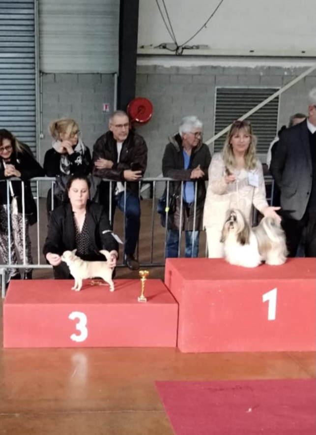 CH. Miss malha De la catllannaise