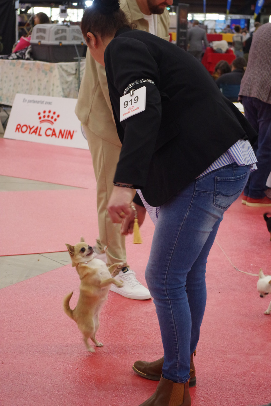 CH. Miss malha De la catllannaise