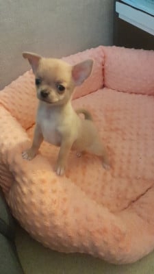 Les chiots de Chihuahua