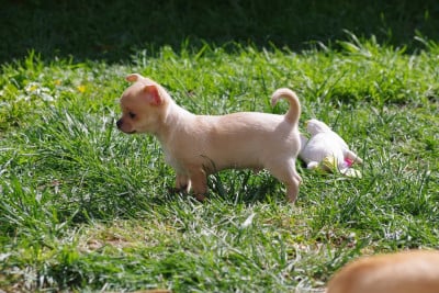 Les chiots de Chihuahua