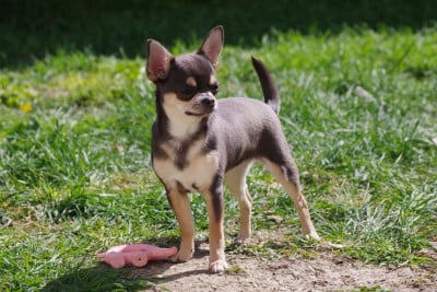 Les chiots de Chihuahua