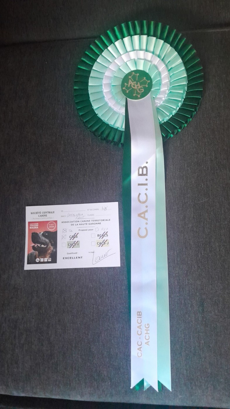 Athéna de la Vallée des Aymaras - 1ère excellent - CACS - CACIB