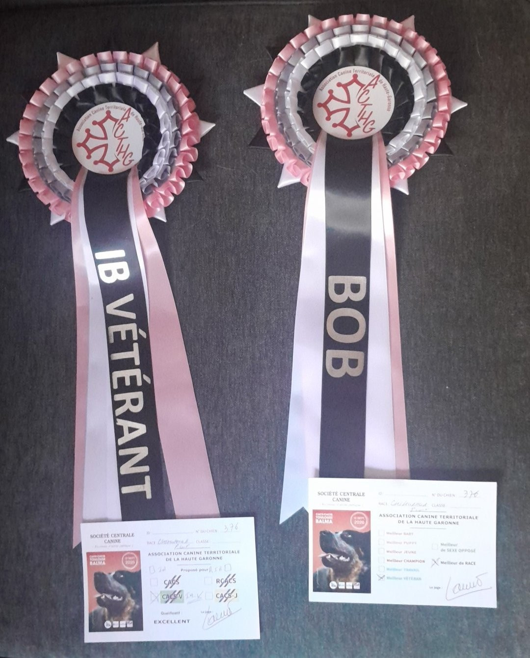 CH. Miss malha De la catllannaise - 1ère excellent - CACIB-V - Meilleur vétéran - BOB