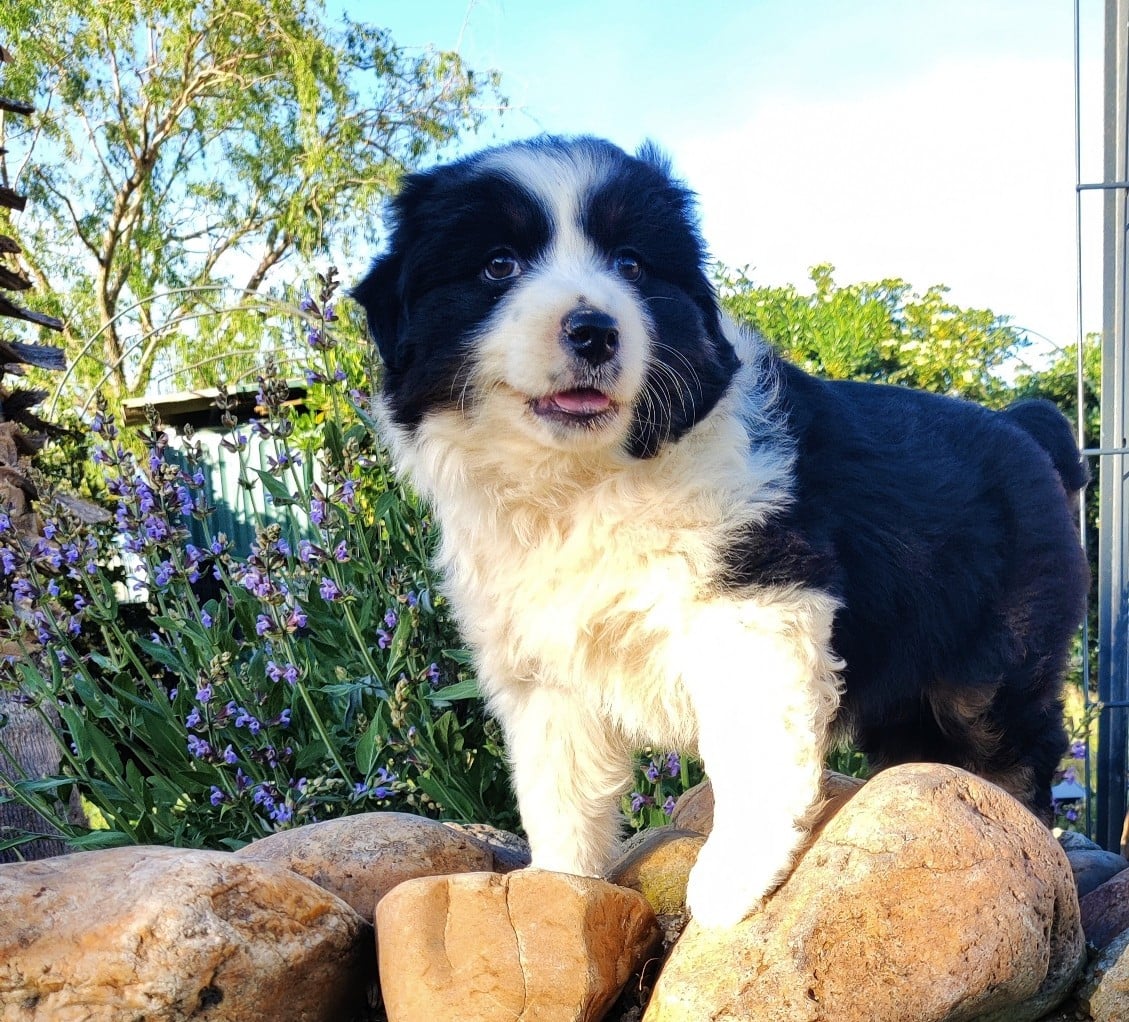 Berger Américain Miniature  - des Felicuncan