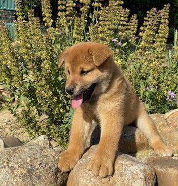 BEN - Shiba