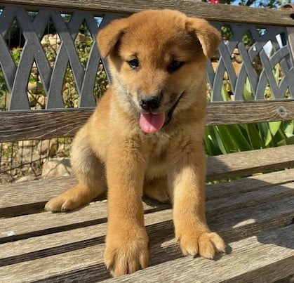 BOLT - Shiba
