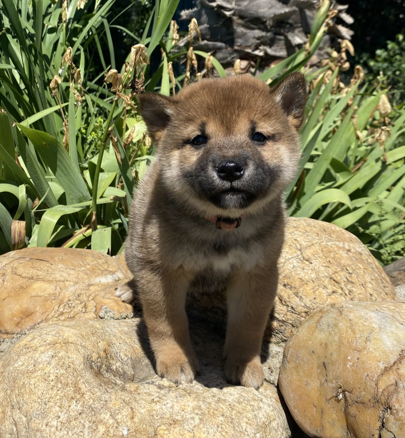 BONNIE - Shiba