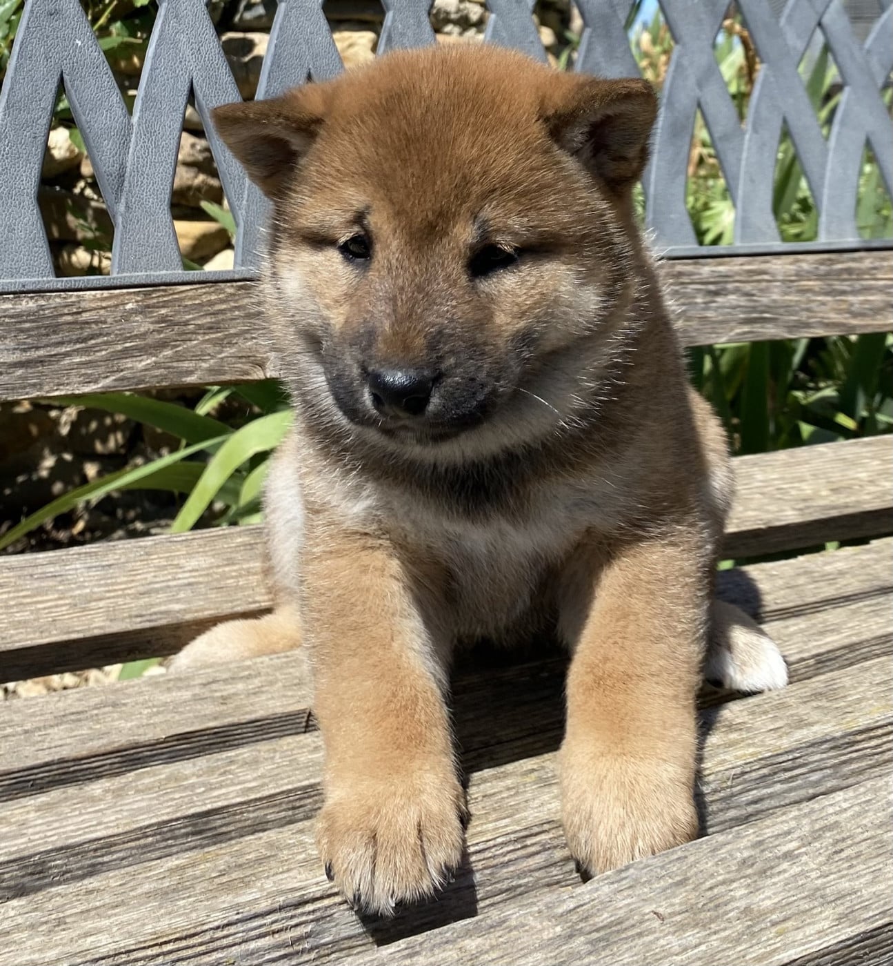 BLOOM - Shiba