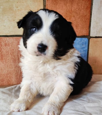 Les chiots de Berger Américain Miniature 