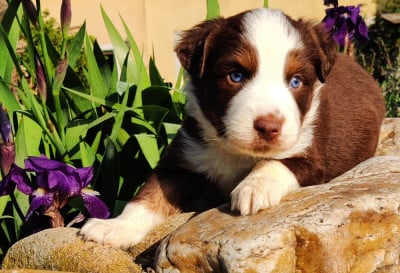Les chiots de Berger Américain Miniature 