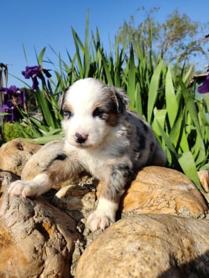 Les chiots de Berger Américain Miniature 