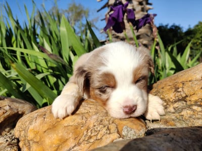 Les chiots de Berger Américain Miniature 