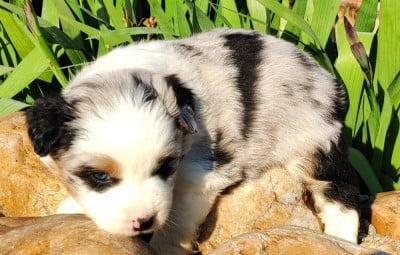 Les chiots de Berger Américain Miniature 