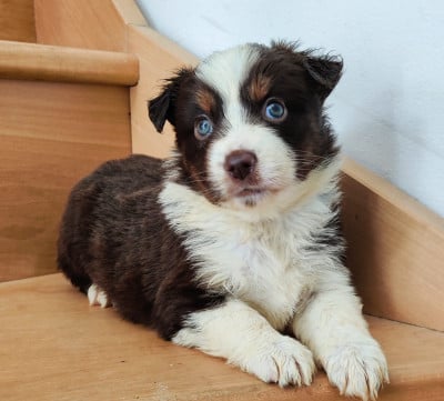 Les chiots de Berger Américain Miniature 