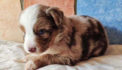 Les chiots de Berger Américain Miniature 