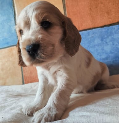 Les chiots de Cocker Spaniel Anglais