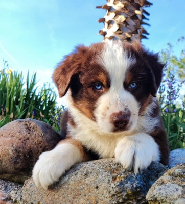 Les chiots de Berger Américain Miniature 