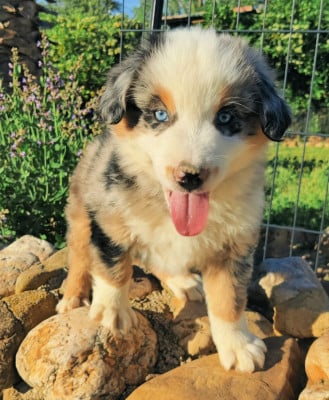 Les chiots de Berger Américain Miniature 