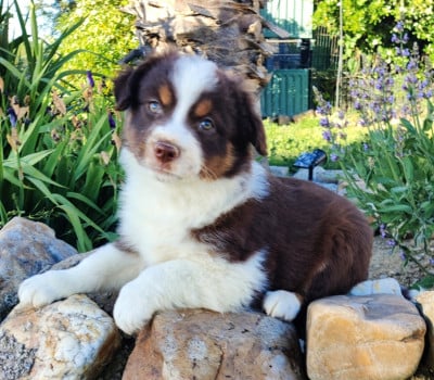 Les chiots de Berger Américain Miniature 