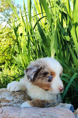 Les chiots de Berger Américain Miniature 