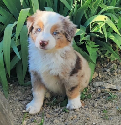 Les chiots de Berger Américain Miniature 