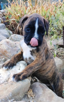 Les chiots de Boxer