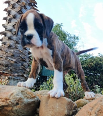 Les chiots de Boxer