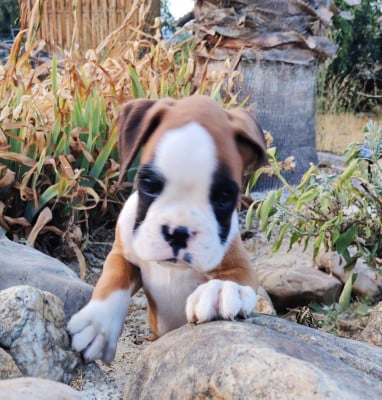 Les chiots de Boxer