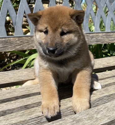 Les chiots de Shiba