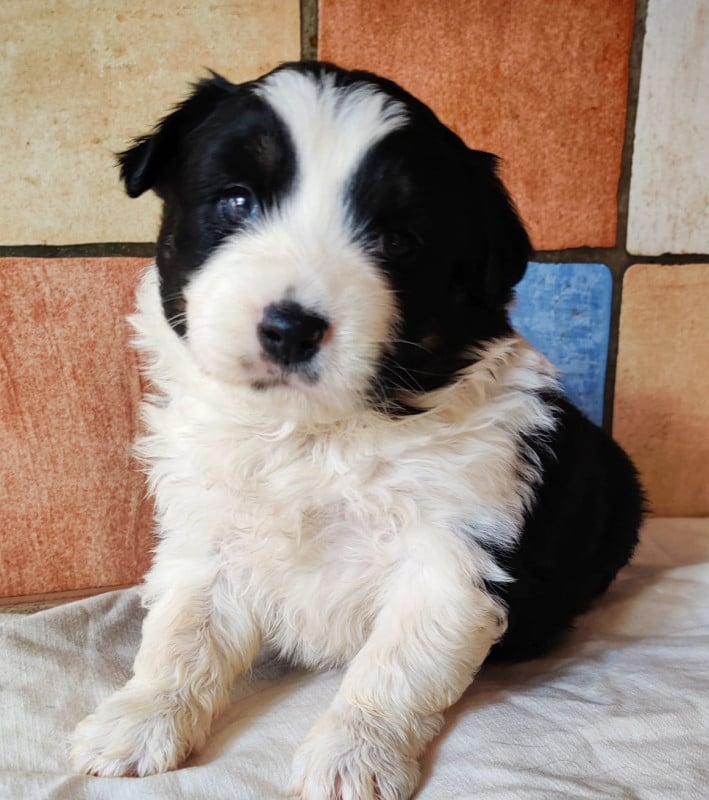 Berger Américain Miniature  - des Felicuncan