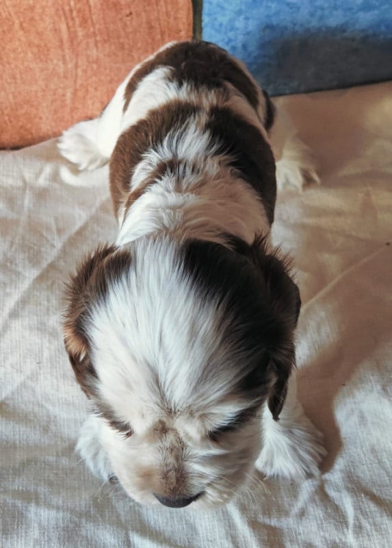 Cocker Spaniel Anglais - des Felicuncan