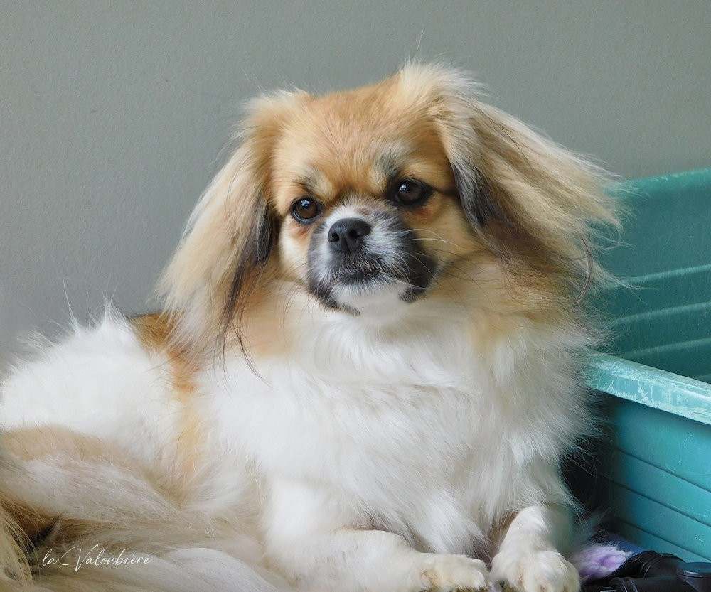 sommerlyst's Q-kha-ba-ri  na-di