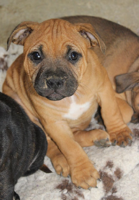 Les chiots de Staffordshire Bull Terrier