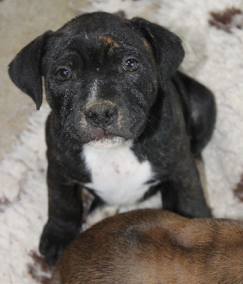 Les chiots de Staffordshire Bull Terrier