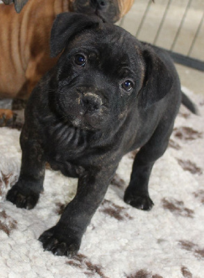 Les chiots de Staffordshire Bull Terrier