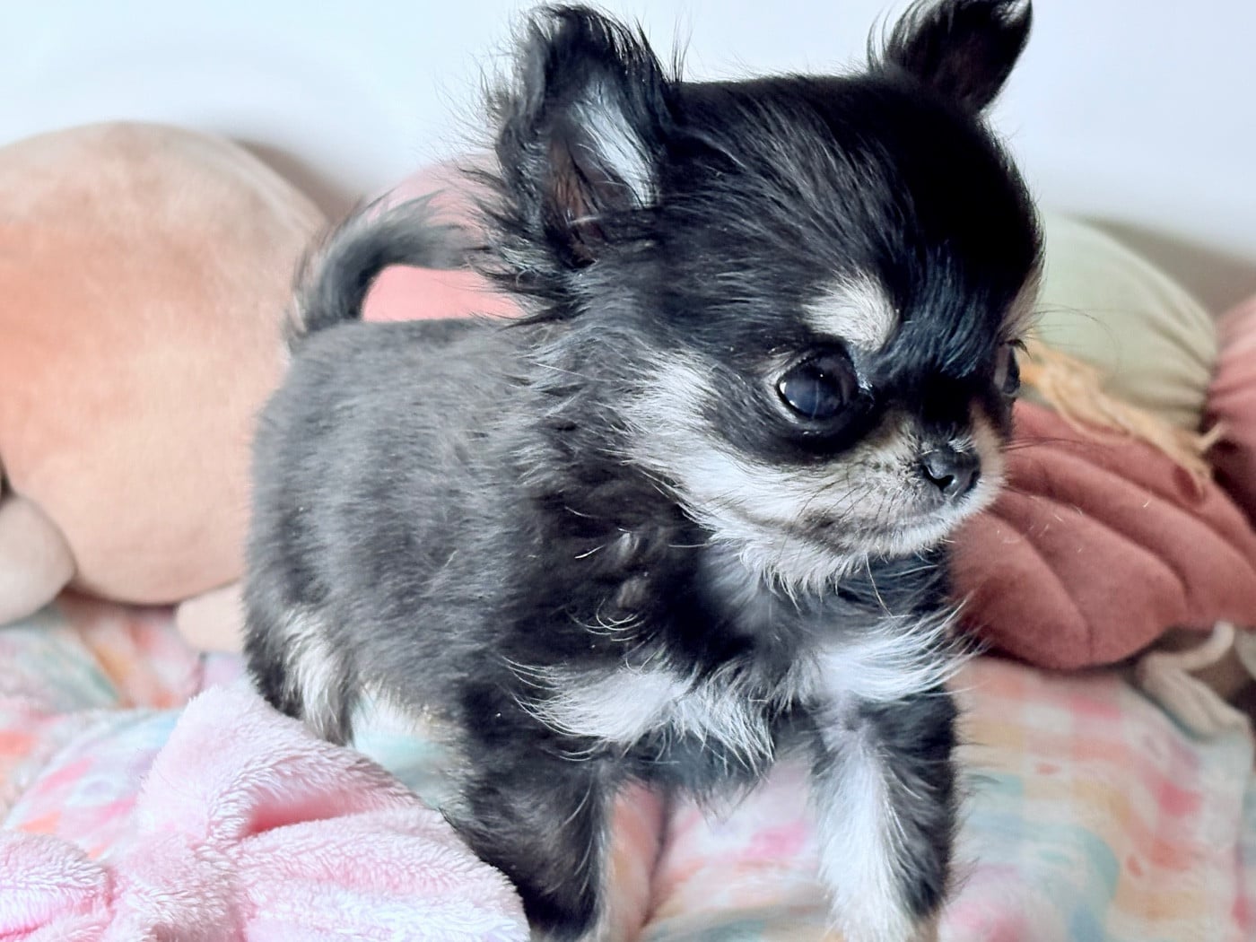 Amor Mio Sangoku Des Minis Bombes