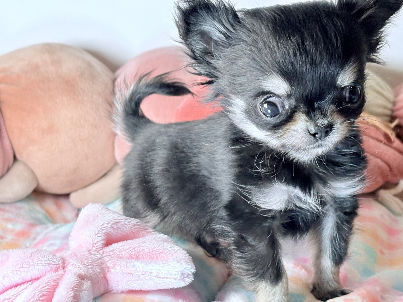 Amor Mio Sangoku Des Minis Bombes