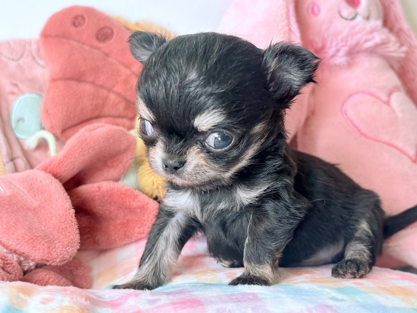 Amor Mio Sangoku Des Minis Bombes