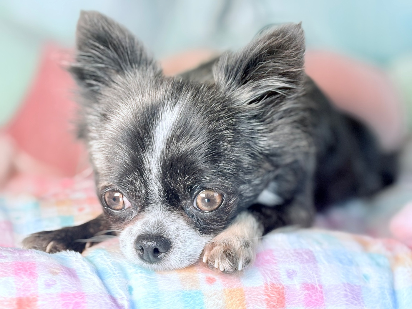 Publication : Des Minis Bombes