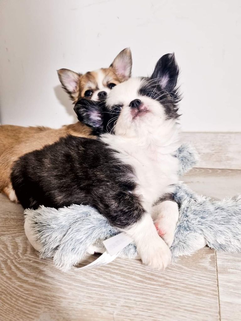 Publication : Des Minis Bombes Auteur : Noëllie