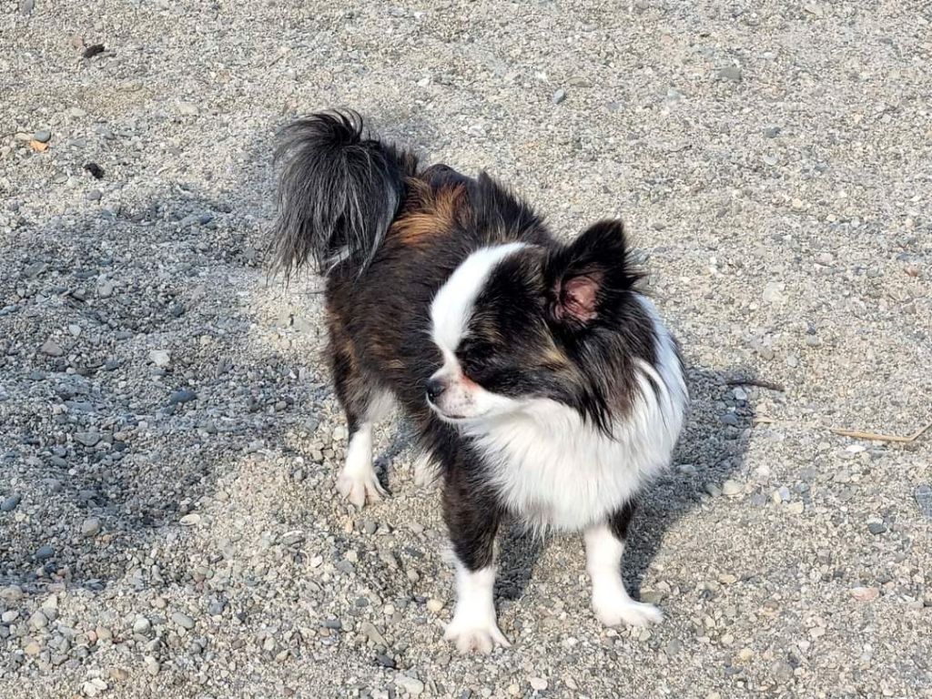 Publication : Des Minis Bombes Auteur : Noëllie