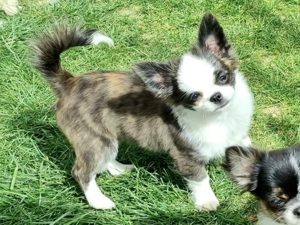 Publication : Des Minis Bombes Auteur : Noëllie