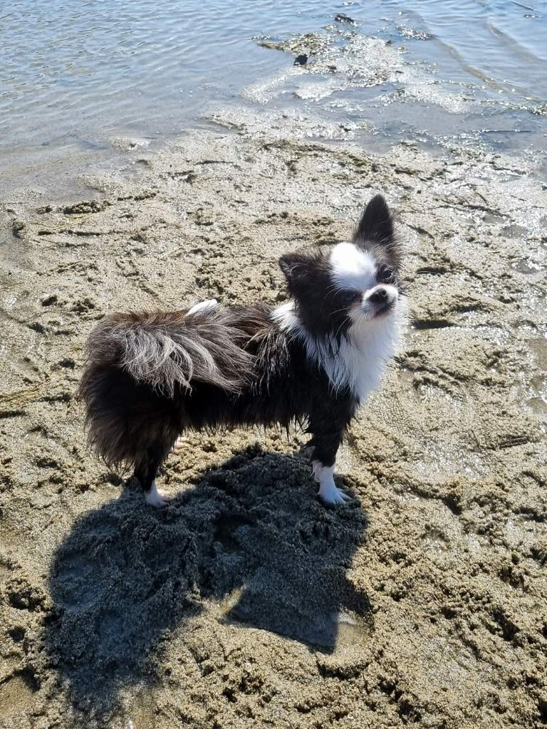 Publication : Des Minis Bombes Auteur : Noëllie