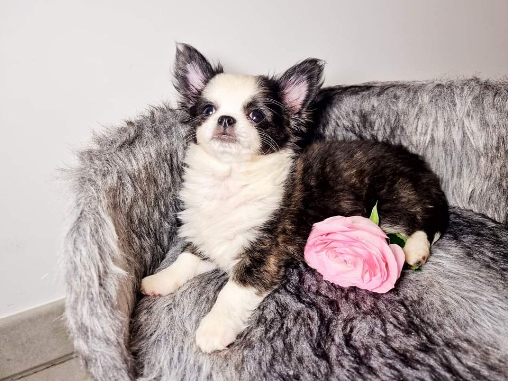 Publication : Des Minis Bombes Auteur : Noëllie